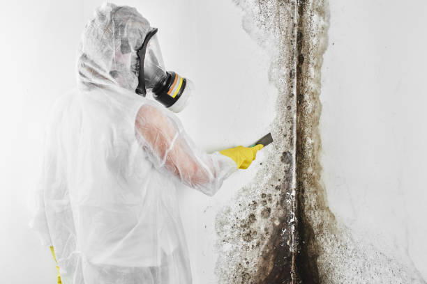 Best Mold Testing and Inspection Services in Bernardsville, NJ