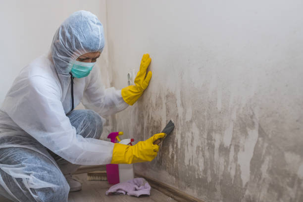 Best DIY Mold Remediation Support Services in Bernardsville, NJ