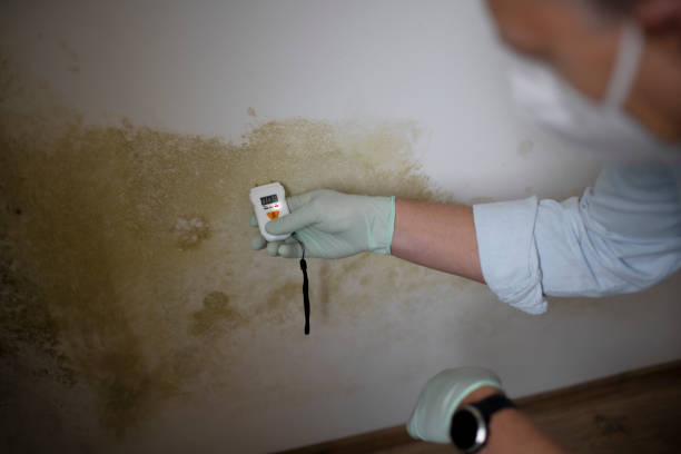 Best Mold Remediation for Schools in Bernardsville, NJ