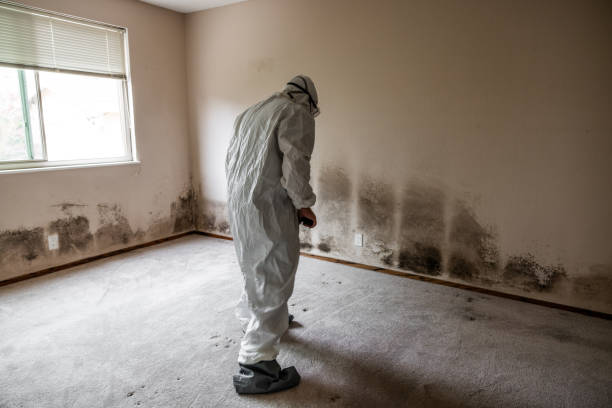 Best Mold Remediation for Specific Building Types in Bernardsville, NJ