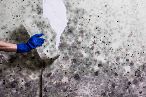 Best Localized Mold Remediation (e.g., coastal areas, humid climates) in Bernardsville, NJ