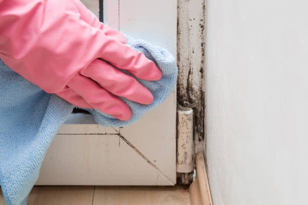 Best Emergency Mold Remediation in Bernardsville, NJ